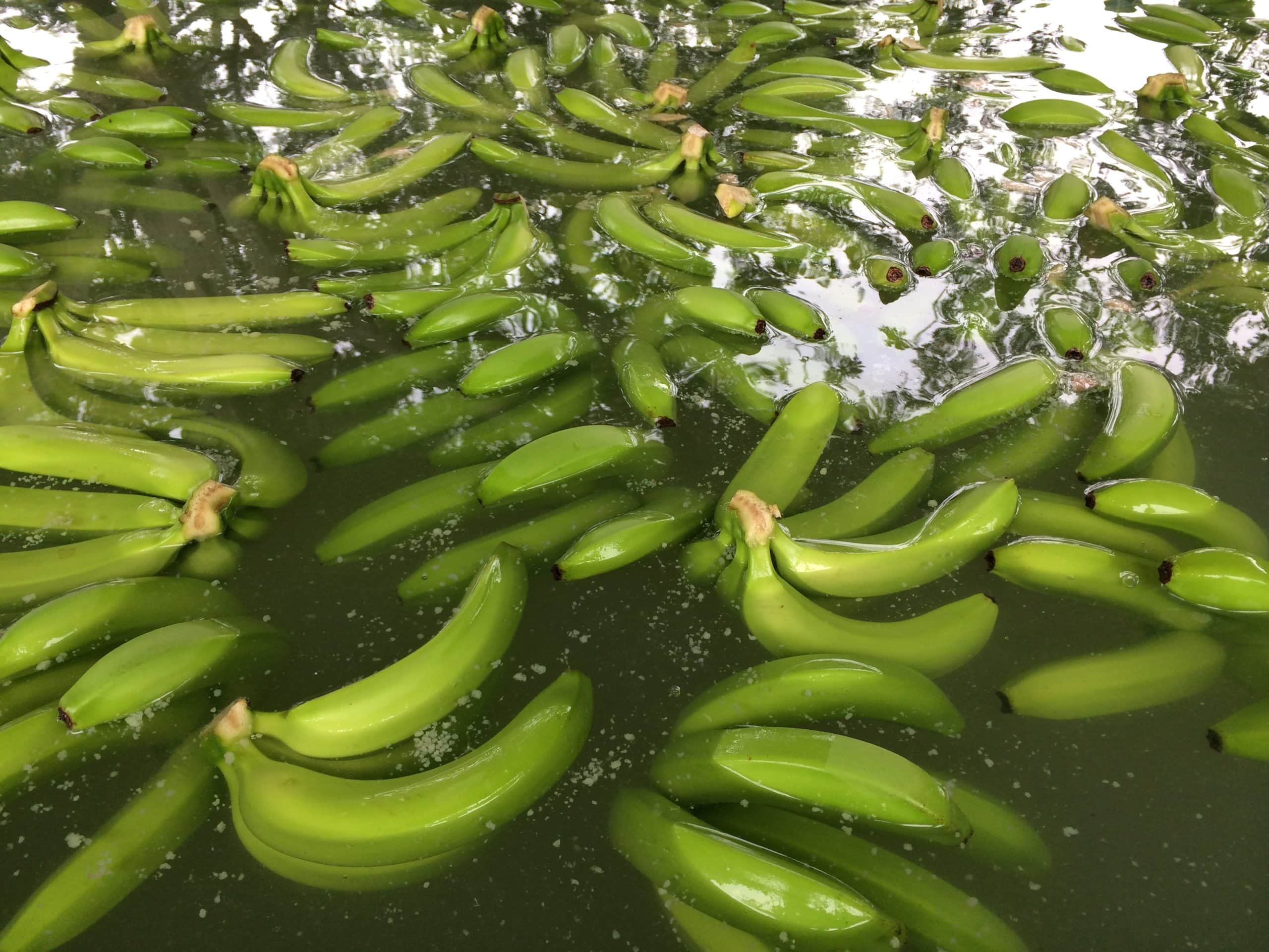 Bananas