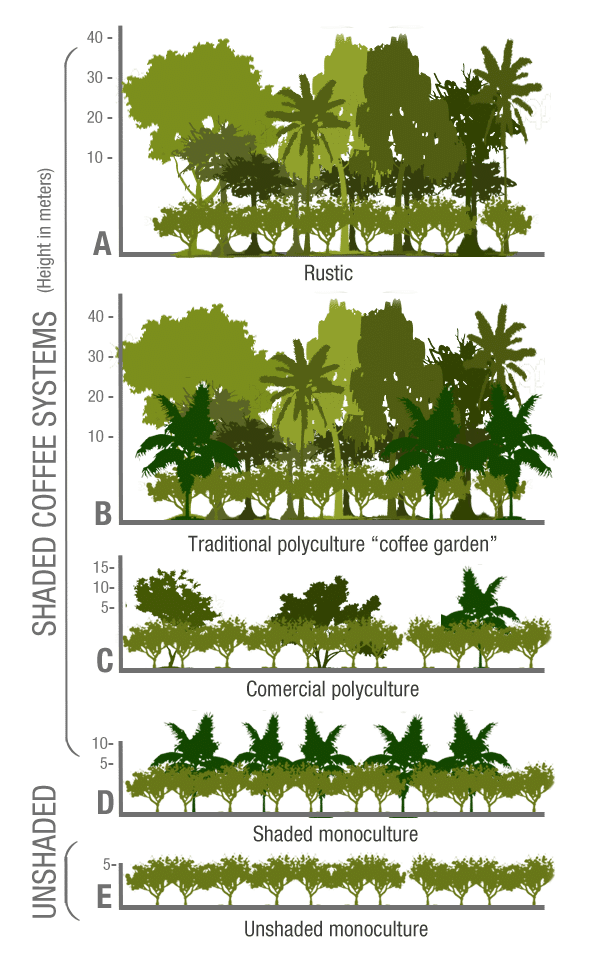 Agroforestería