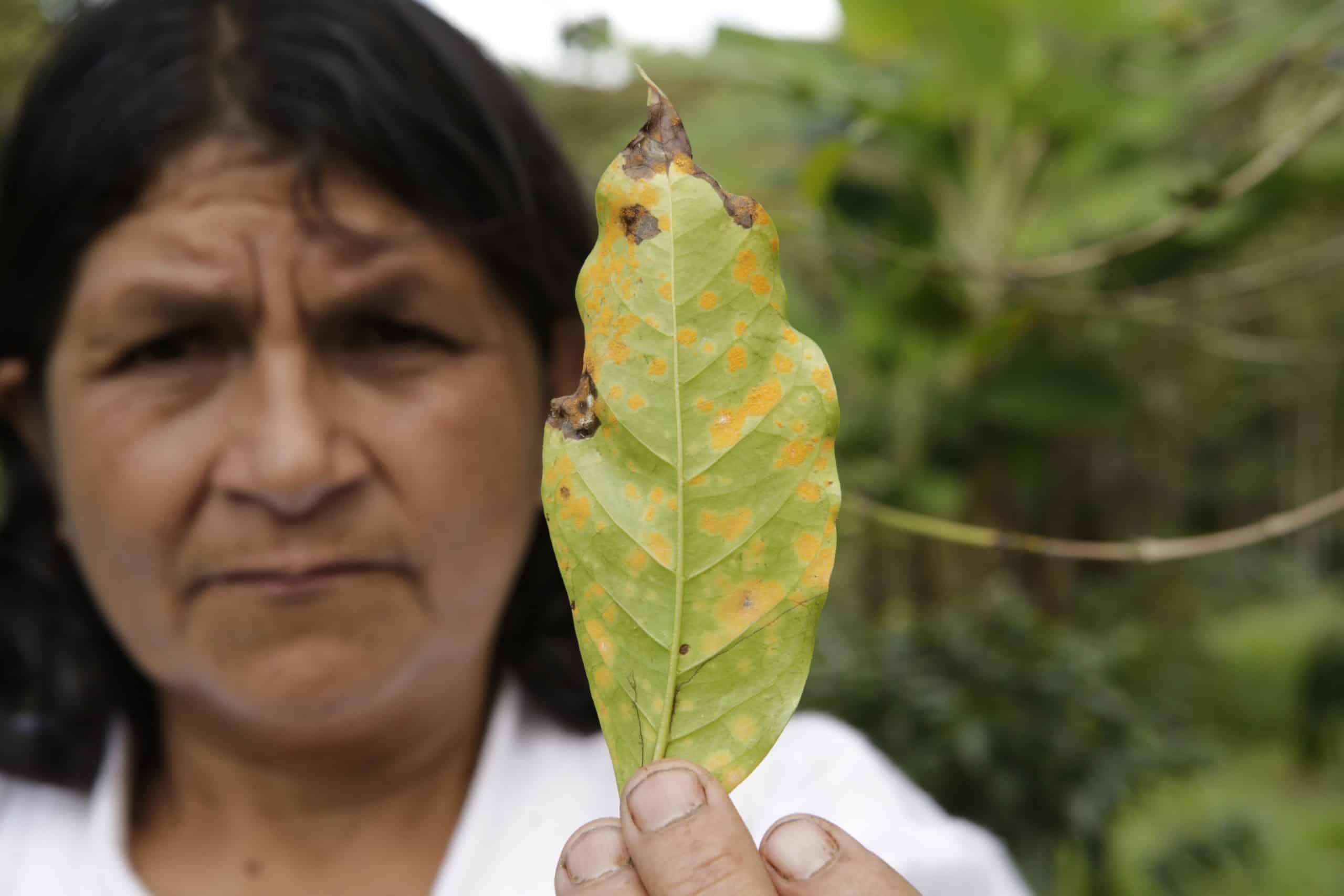 Mujer sosteniendo una hoja afectada por la enfermedad de la roya