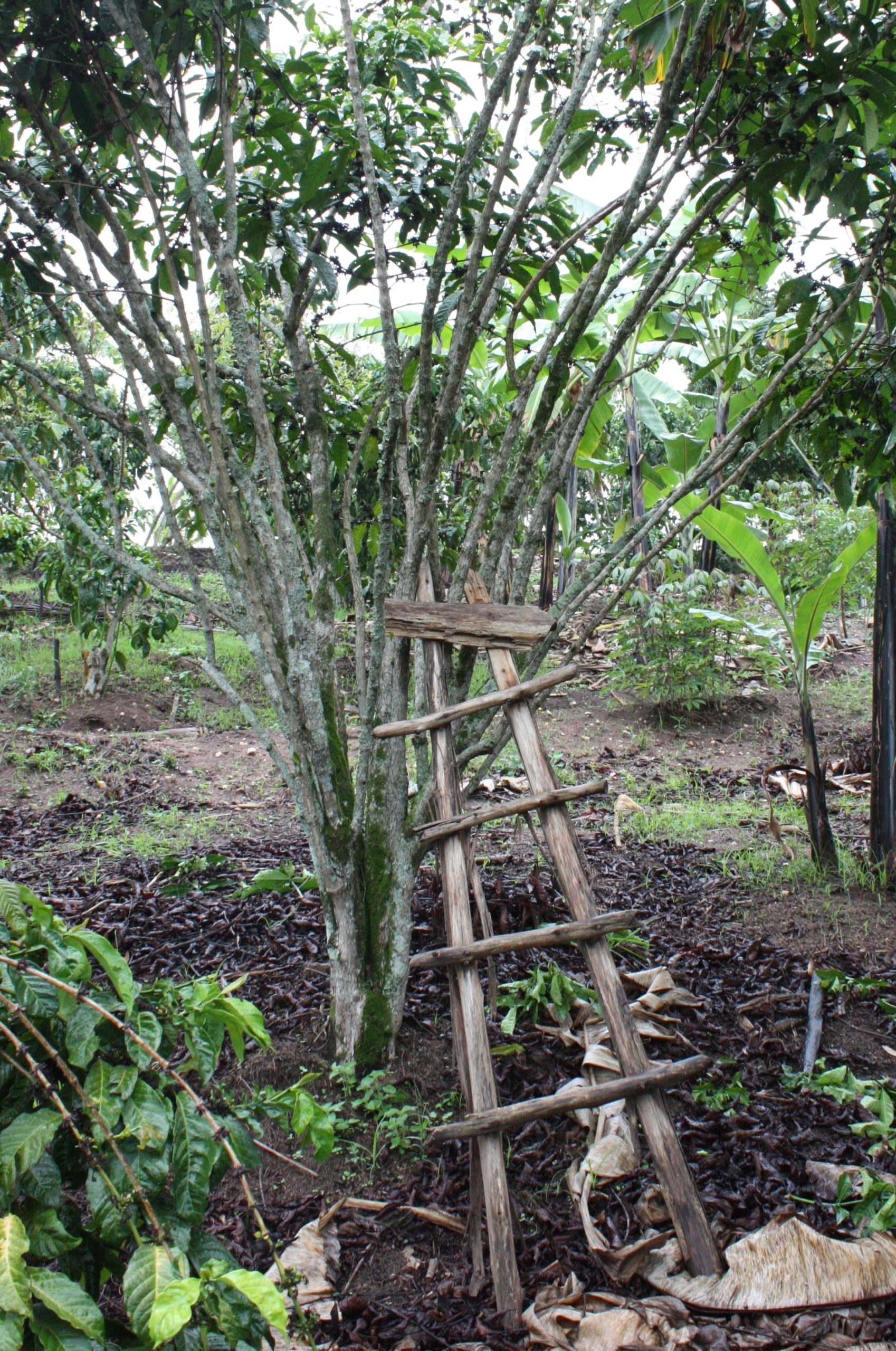 Cafeto viejo que necesita escalera para la cosecha