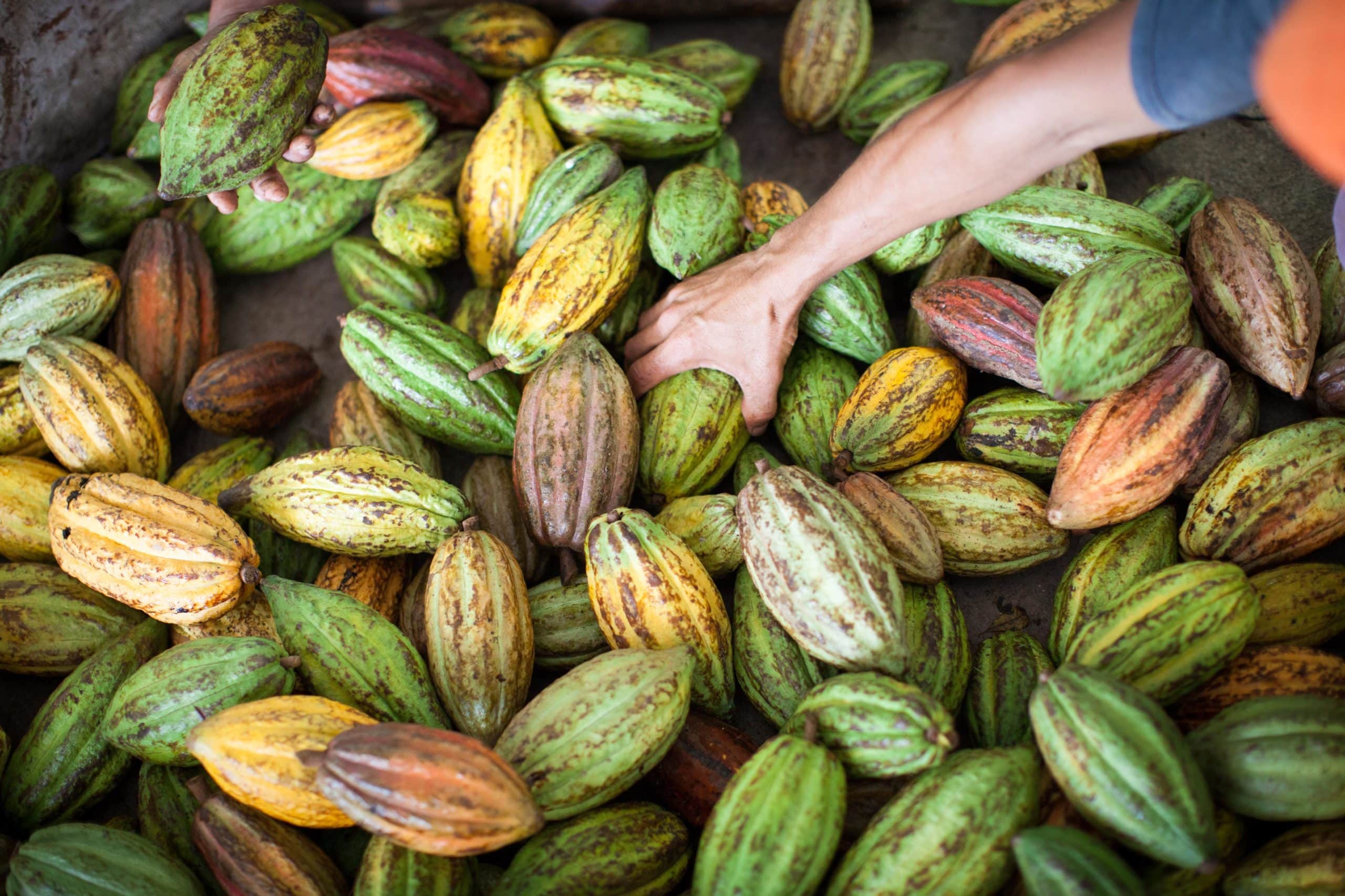 Vainas de cacao, recién cogidas de los árboles en una cooperativa de Nicaragua.