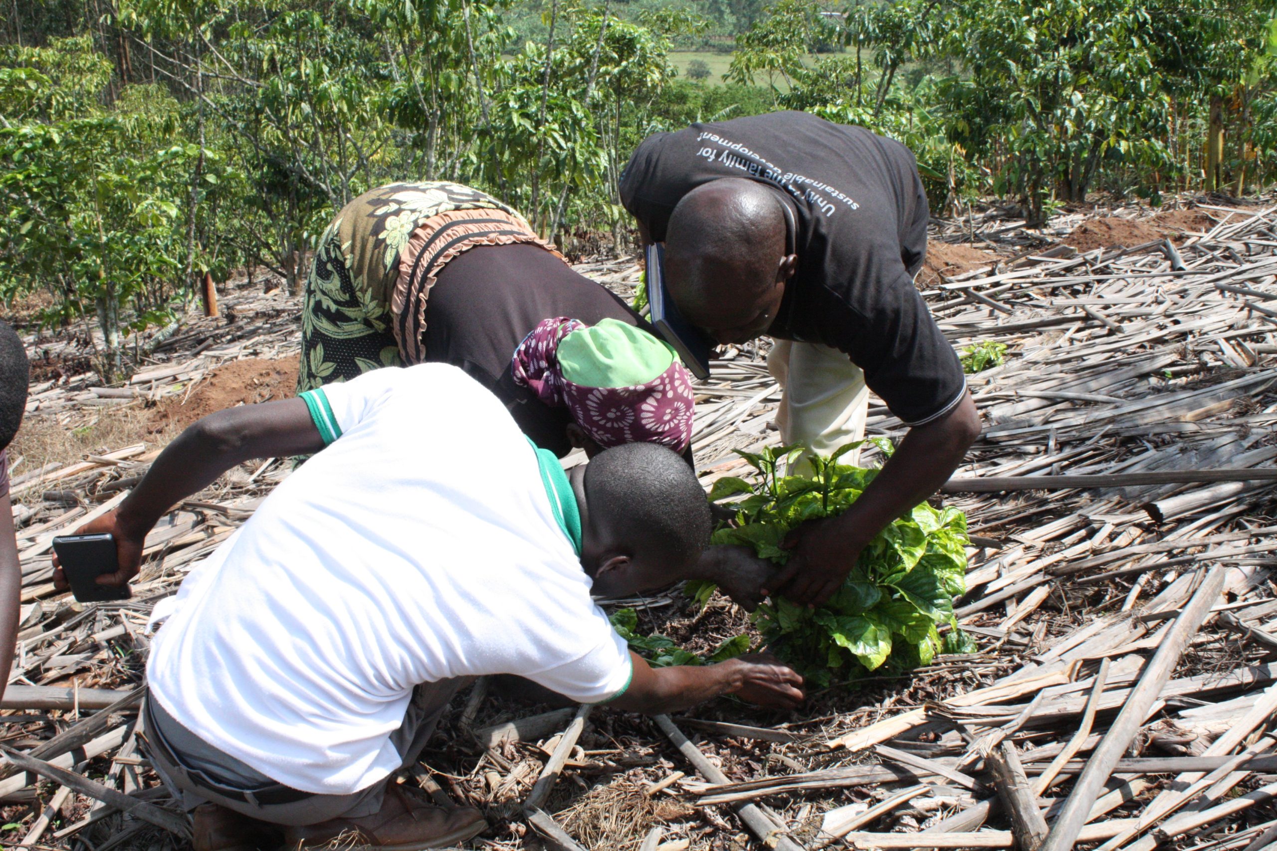 Expert technicians train a woman farmer in proper pruning techniques