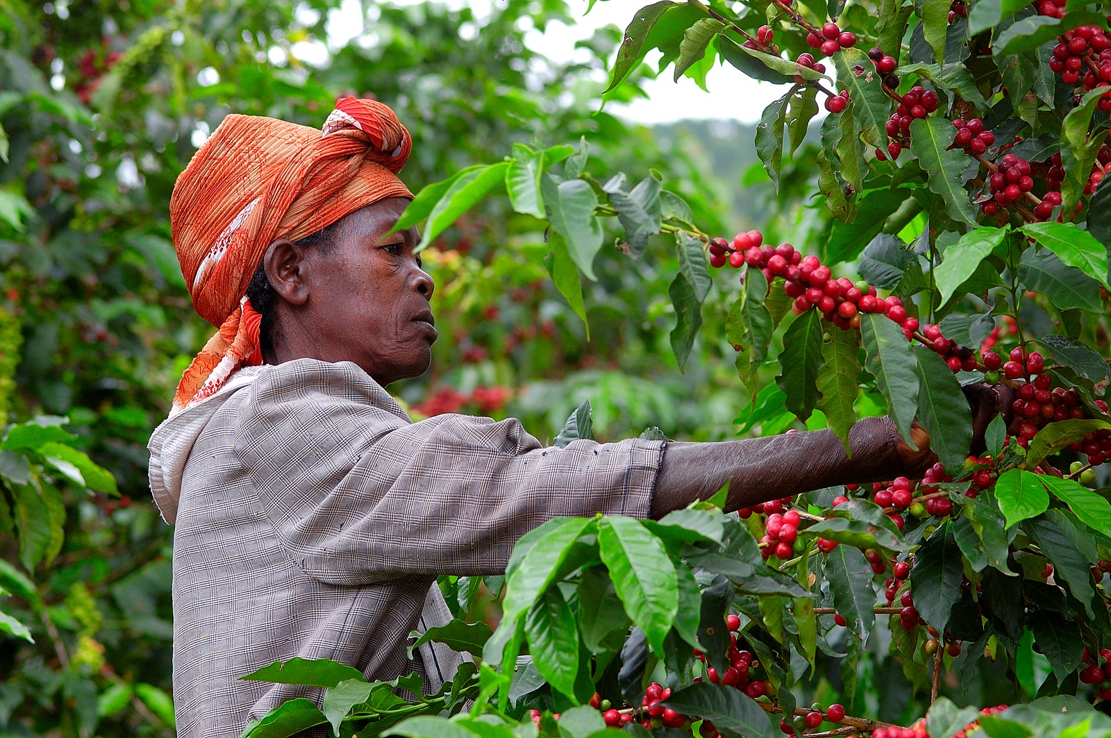 Una mujer cultivadora de café en Ruanda