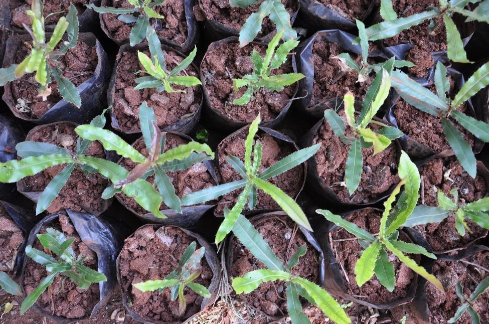 Macadamia_seedlings.jpg