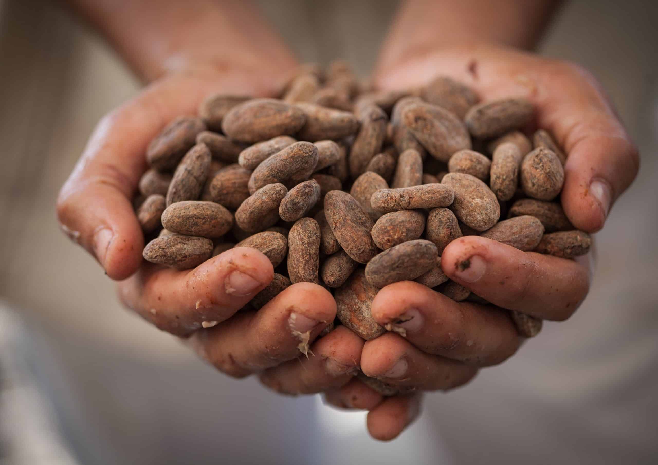 Getting ready to make delicious chocolate in Nicaragua.