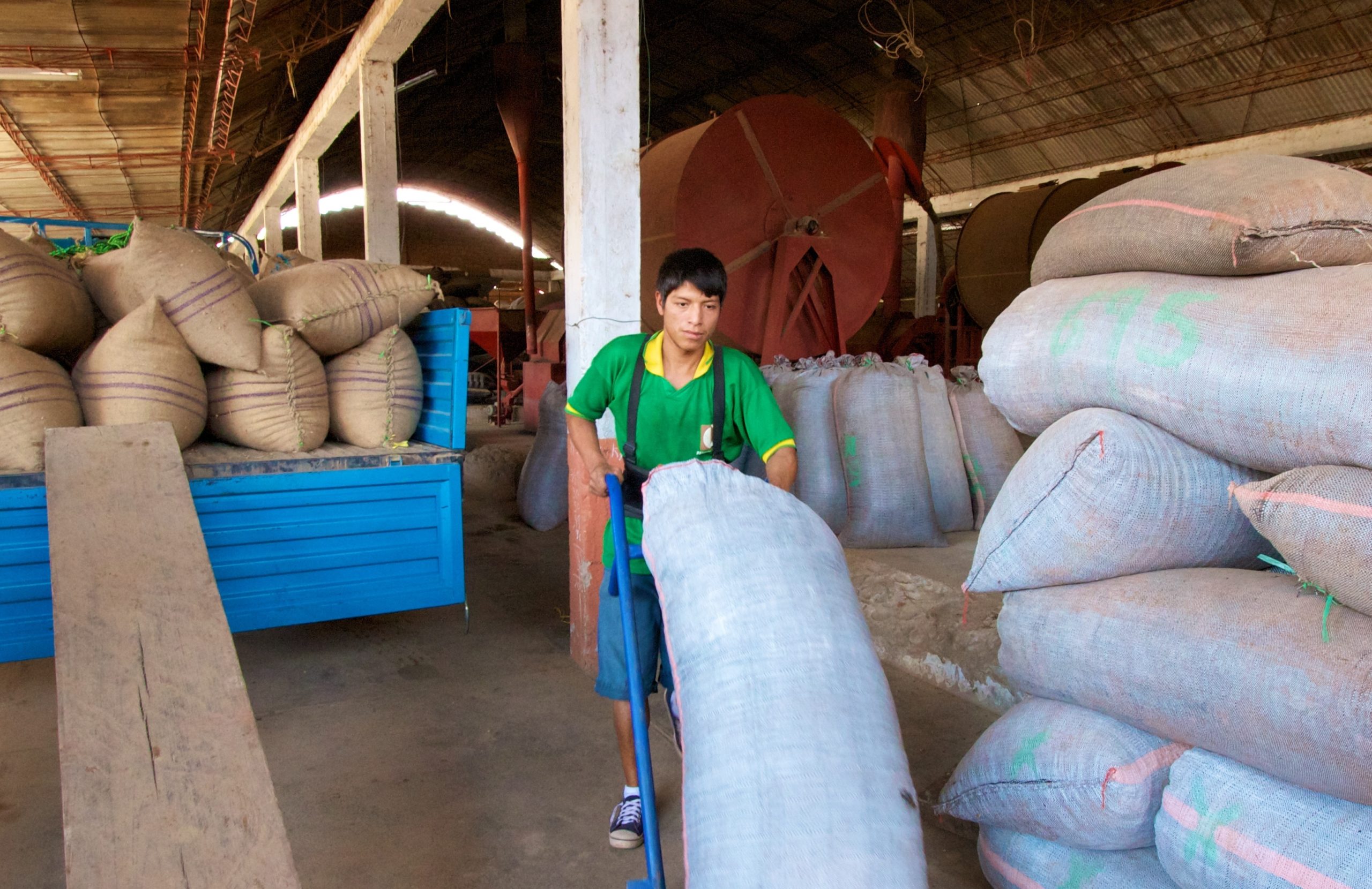 A young employee of Pangoa