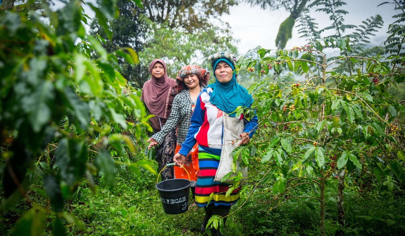 Productores miembros de la Cooperativa Ketiara de Indonesia recogiendo cerezas de café.