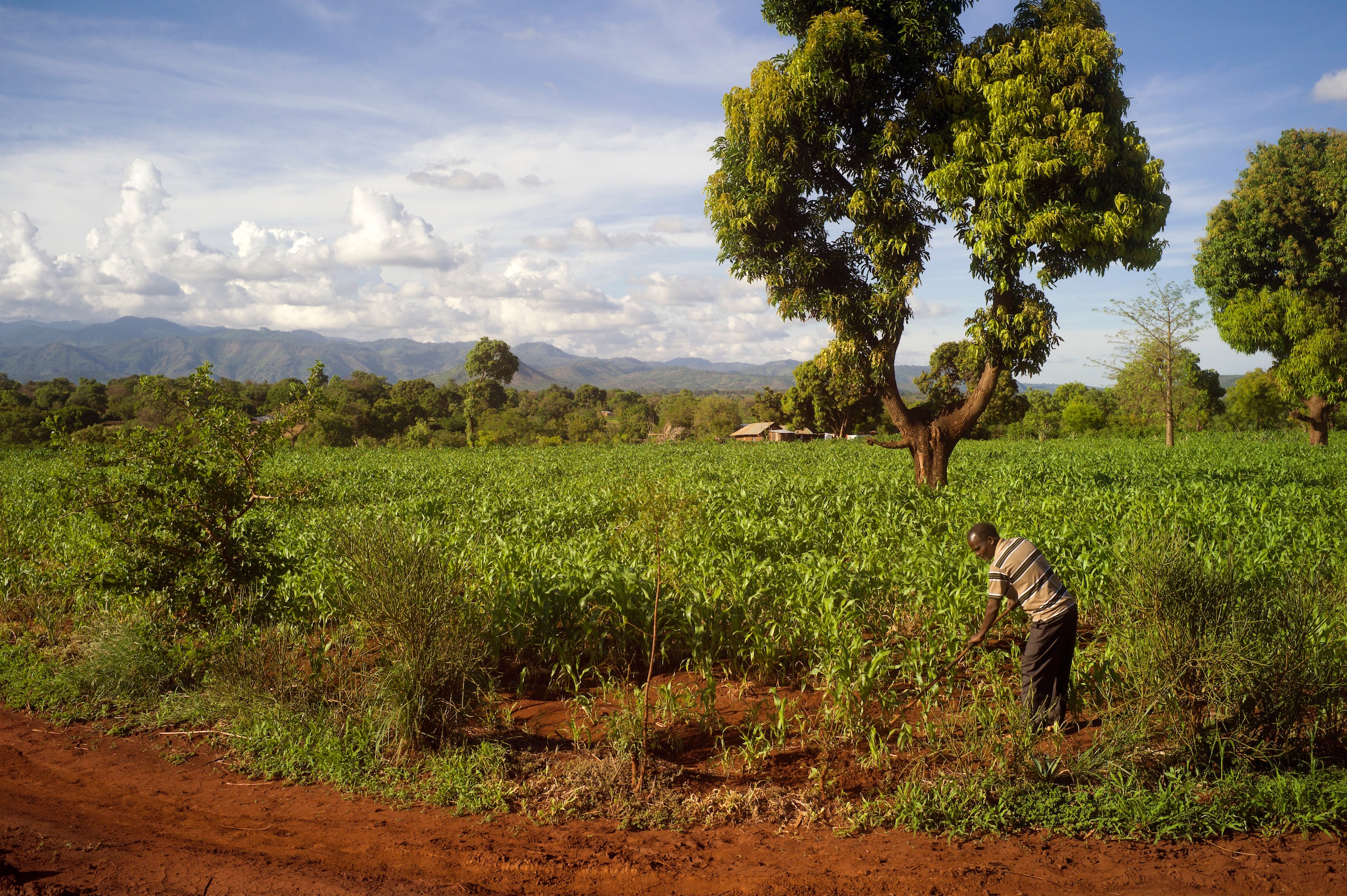 Un agricultor trabaja en su campo de sorgo. © Stuart Freedman  