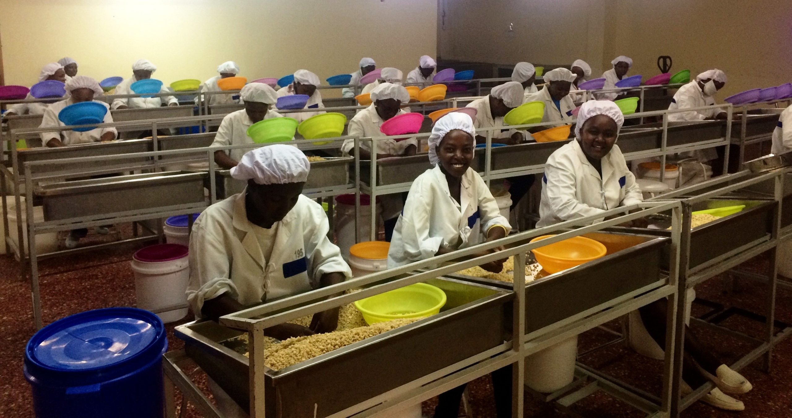 Empleados de Sagana Nut clasificando nueces de macadamia en la fábrica de la empresa.