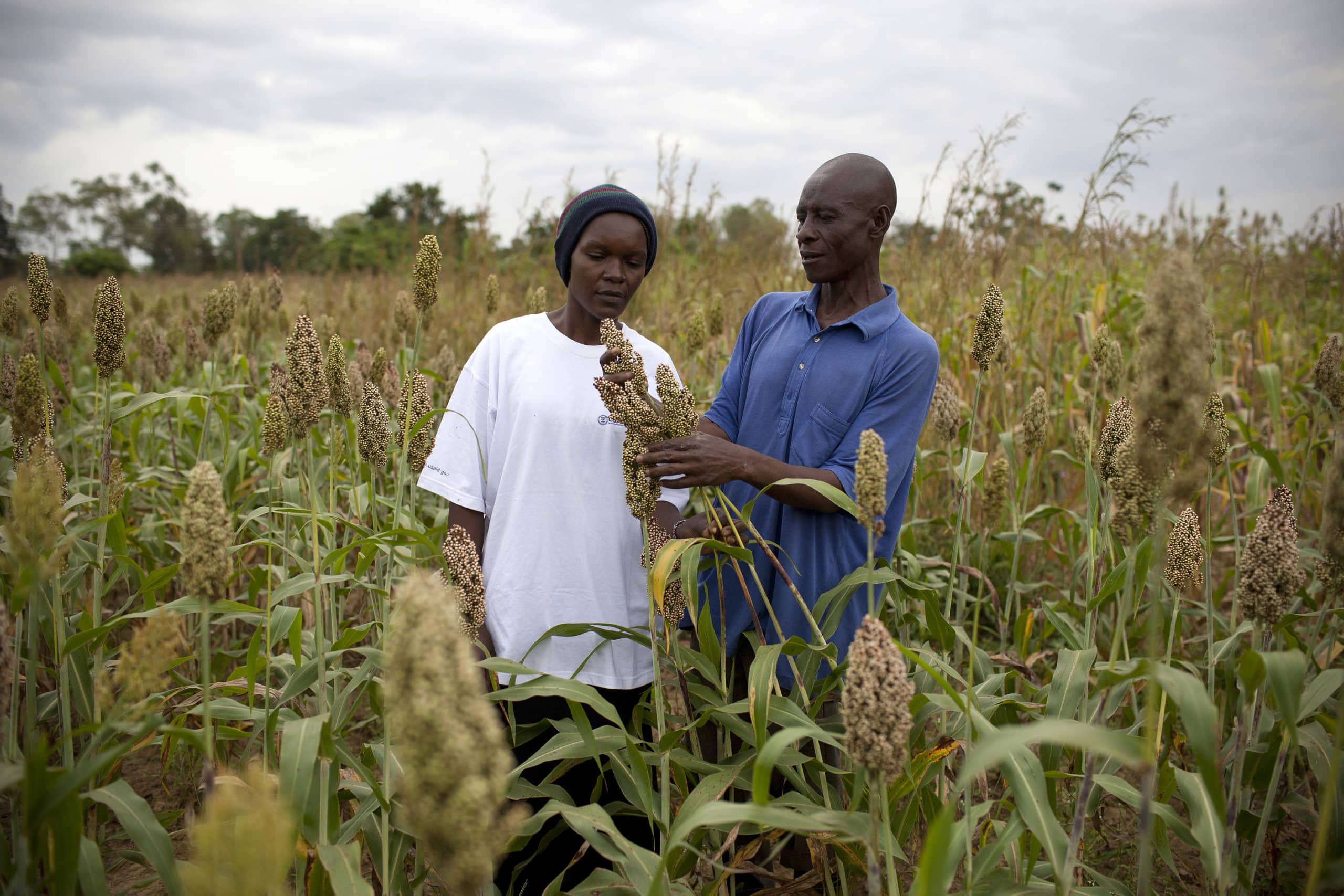 Sorghum farmers_USAID photo