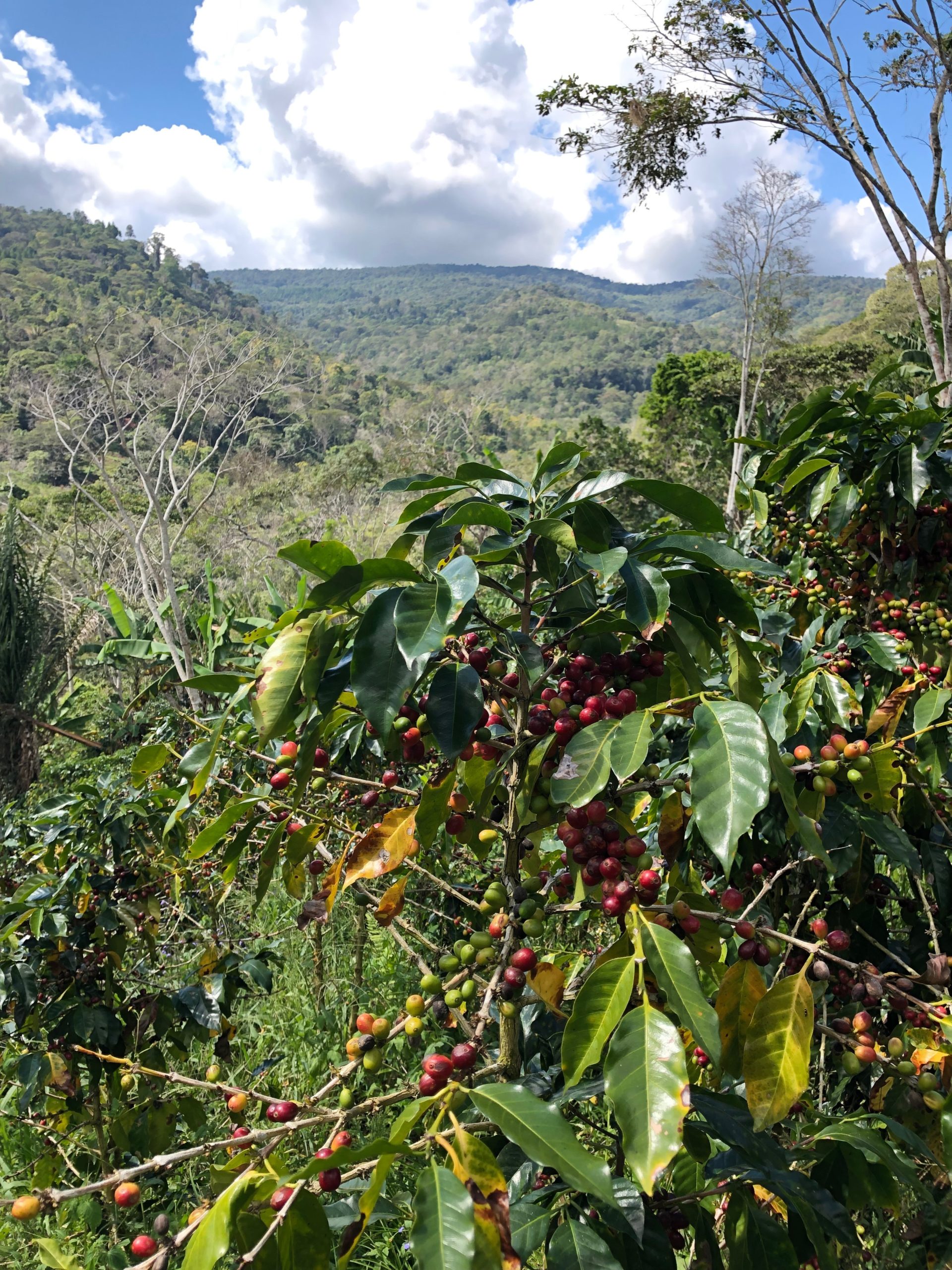 View with coffee