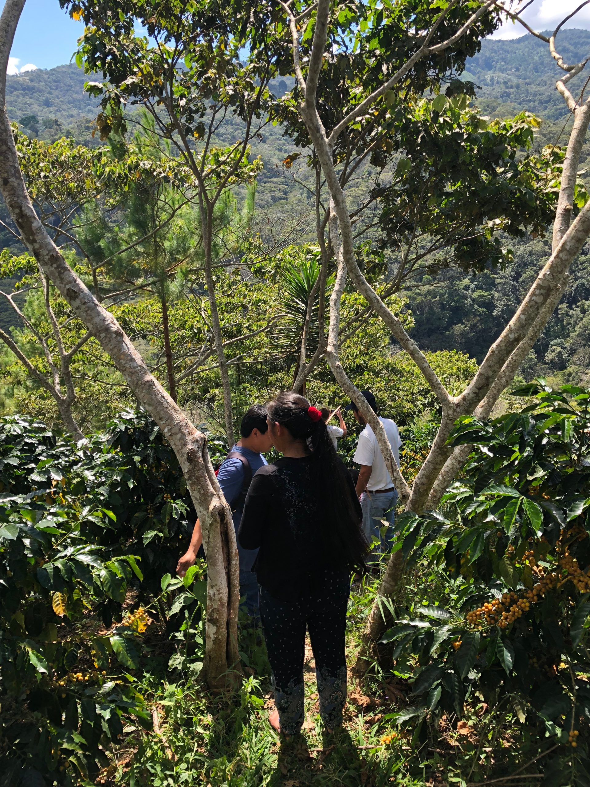 Mujer entre los árboles