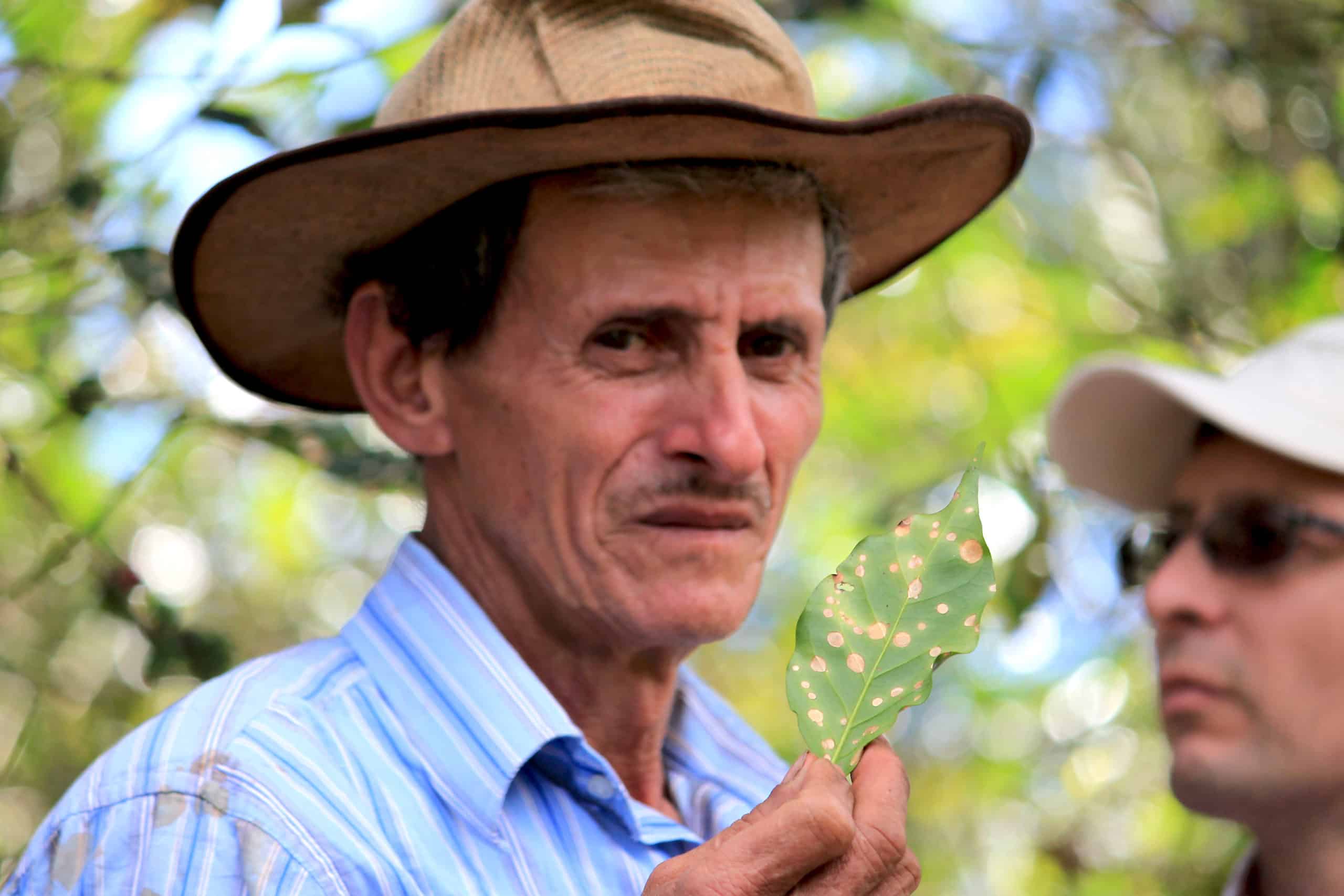 El café: El canario en la mina de carbón del cambio climático