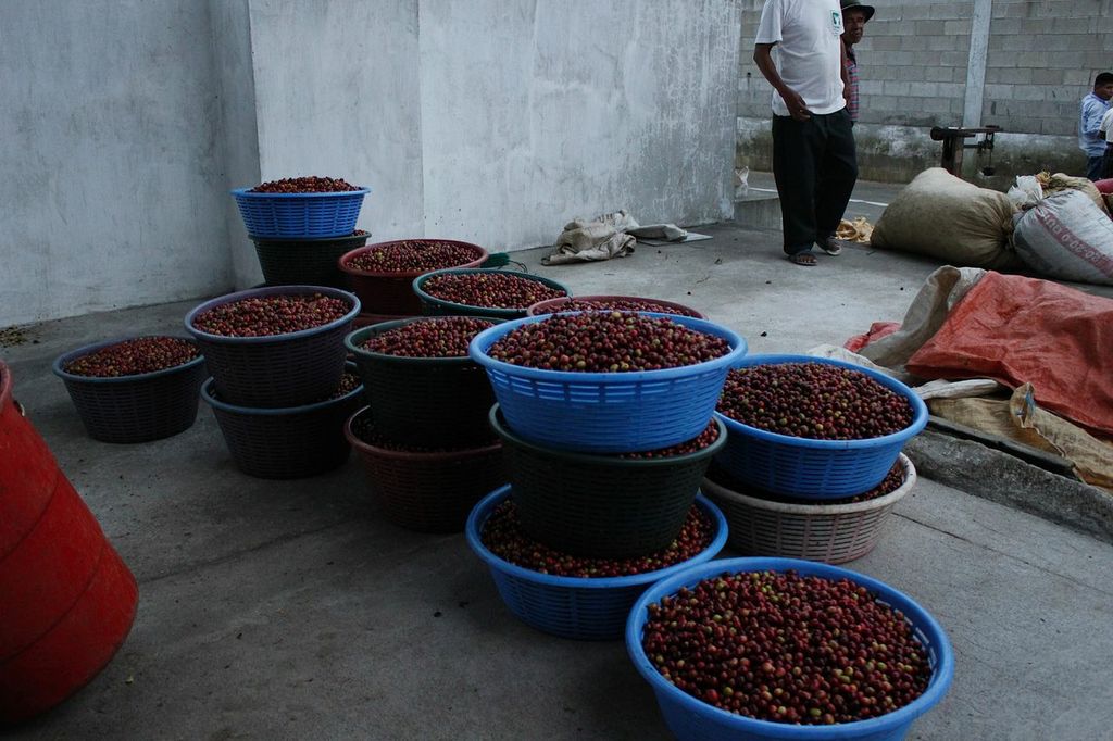 cerezas de café