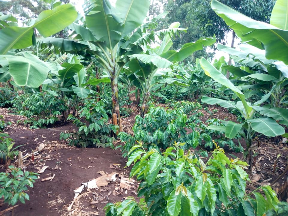 Cultivo de cafetos bajo plátanos de sombra en una finca cafetera de Ruanda.  