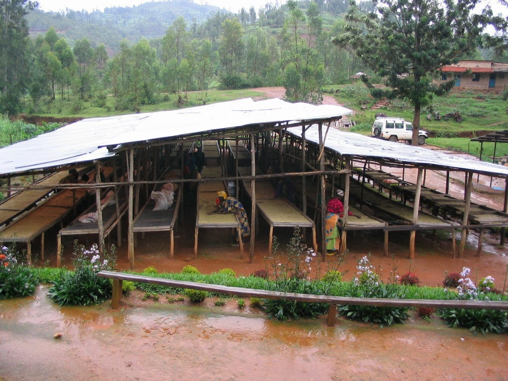 Los agricultores trabajan en la estación de procesamiento de café de Maraba durante un aguacero en la estación de lluvias.