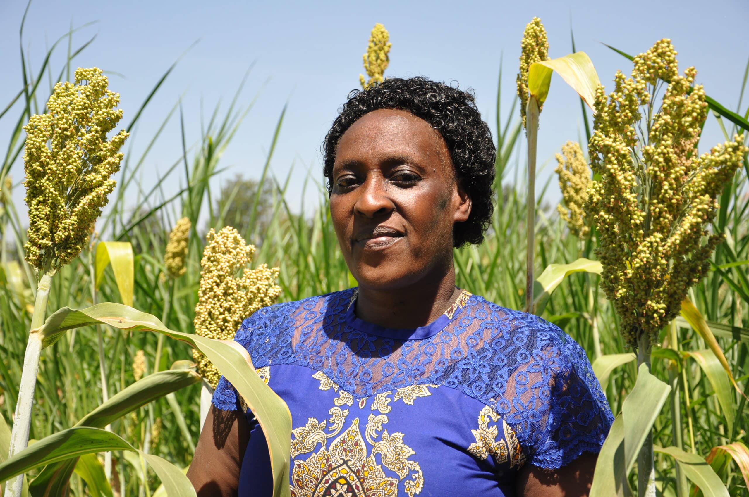 Deep in the Meru region of Kenya, Shalem Investments has witnessed firsthand the effects of shifting weather patterns and climate change on its community. Much of Kenya is experiencing the worst drought in forty years, with devastating consequences for farmers of “thirsty” crops like maize. As a grain aggregator and climate action leader, Shalem is building a local market for the more climate-ready, drought-tolerant sorghum crops and providing grains for the World Food Programme’s drought relief efforts in the larger Horn of Africa region. Thanks in part to financing from Root Capital over the last decade, Shalem has grown its business and impact, increasing the number of farmers it supports from around 2,000 to 30,000. Using a grant from Root Capital, Shalem also expanded training on sustainable agricultural practices for farmers, who struggled for years with low crop yields due to unpredictable rains and growing seasons. It’s with clients like Shalem Investments in mind that Root Capital launched our Climate Resilience Roadmap in 2020. Our overarching goal was to foster clients’ resilience by equipping them with the tools needed to confront the climate crisis. The Climate Resilience Roadmap describes how we seek to double lending to businesses committed to climate action in rural communities, like Shalem Investments; expand our climate resilience advisory services across our global portfolio; design and pilot new forms of climate finance; and share learnings with others to maximize impact. Earlier today, we released the 2022 annual report for our Climate Resilience Roadmap describing key activities and accomplishments from the past year. Halfway through our six-year climate action strategy, we’re currently on track to achieve (and surpass) our goals, having: Financed 114 climate action leaders annually (91% of goal of 125/year); Disbursed $98M in climate finance annually (93% of $105M/year goal); Provided 116 businesses with agronomic and climate advisory services (70% of goal of 125); and Reached 472,000 farmers and employees via our climate finance or advisory services (94% of 500,000 goal). And most importantly, our work is translating into impact for our clients and farmers. With Root Capital’s support, agricultural businesses are implementing new climate adaptation plans with farmers and investing in clean energy and regenerative farming practices—from solar panels in Kenya to organic fertilizers in Nicaragua. To learn more about our approach to meeting the needs of the underserved small-scale agriculture sector, read the full report.