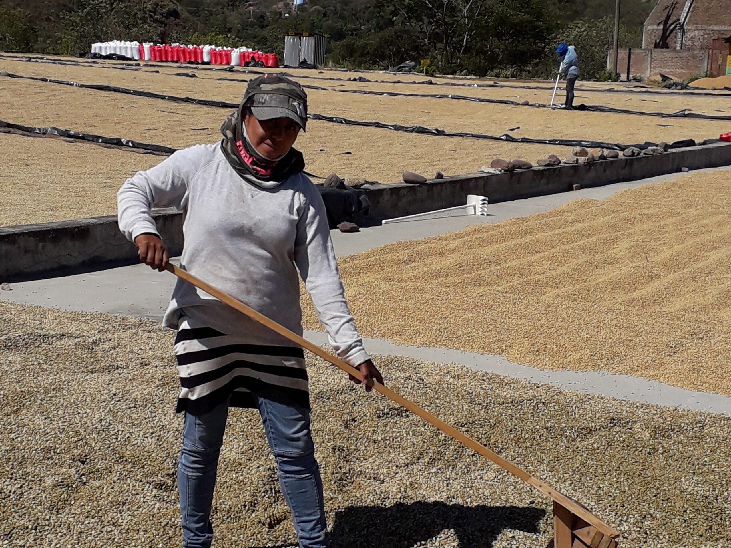 El premio a la producción de café más limpia recae en un cliente de Root Capital