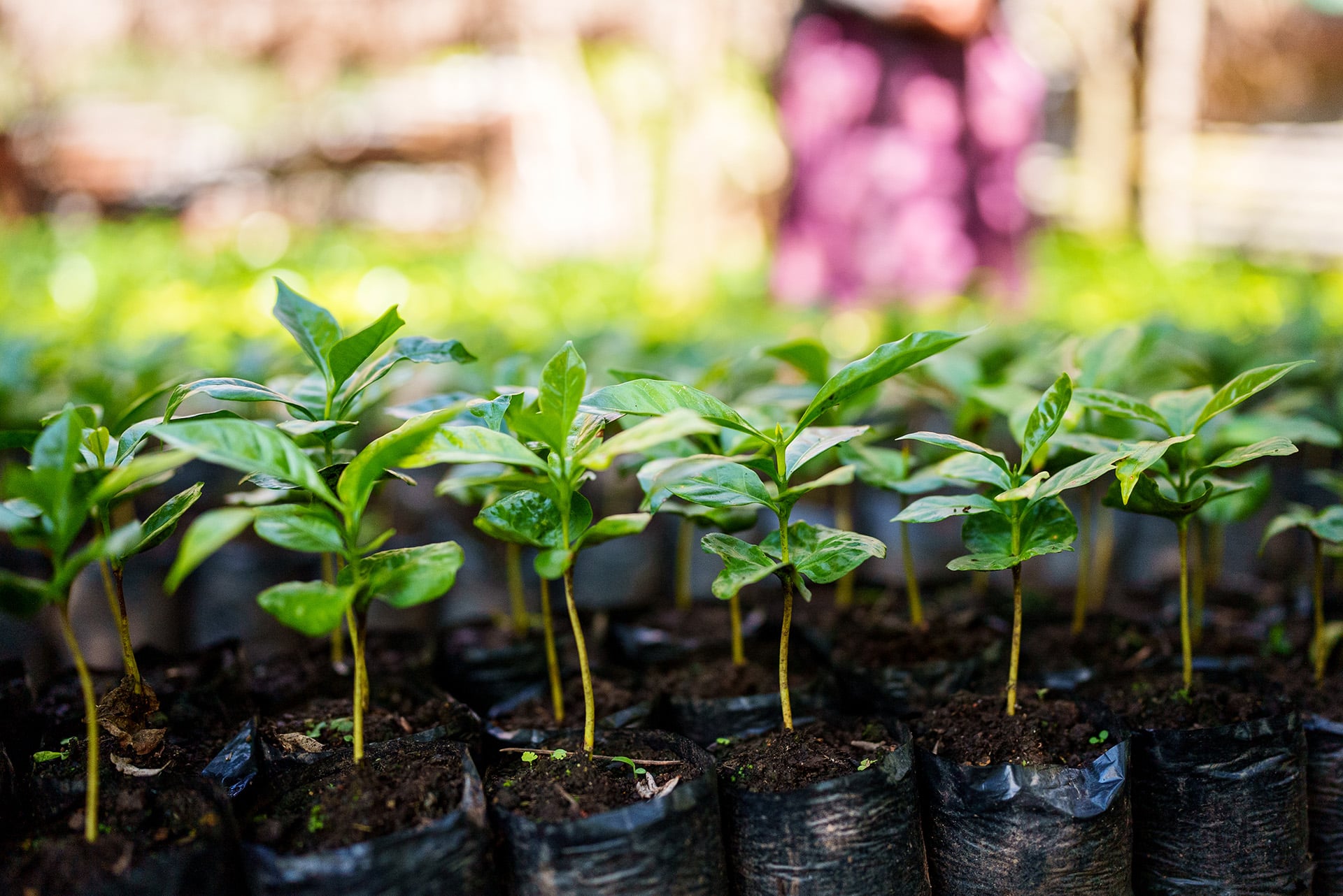 Cultivos jóvenes crecen en un vivero en Barillas, Guatemala.