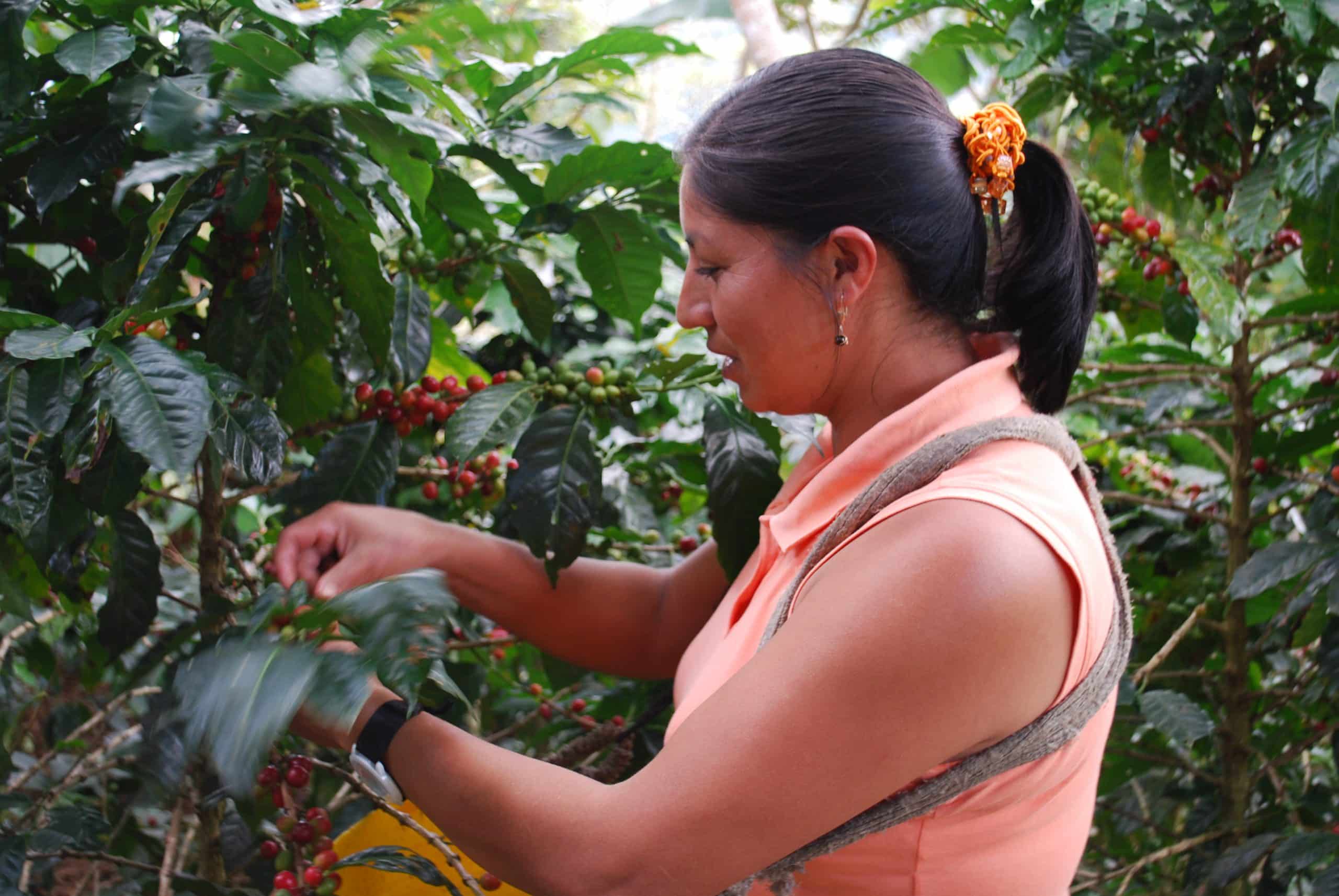 Maria Jovita Vasquez Carranza uses her income from the APROCASSI cooperative to pay school fees for her two children.