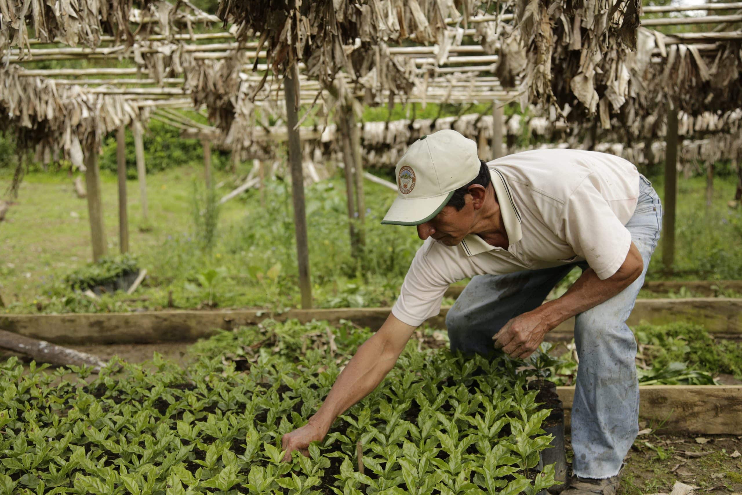 A member of C.A.C. Chirinos tends to coffee seedlings in the cooperative's nursery.