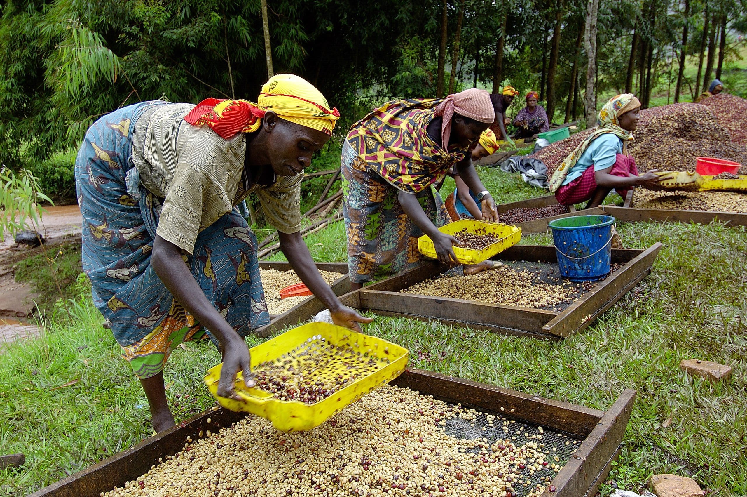 Women at the Maraba cooperative sorting coffee cherries, so that only the choicest ones will be processed.