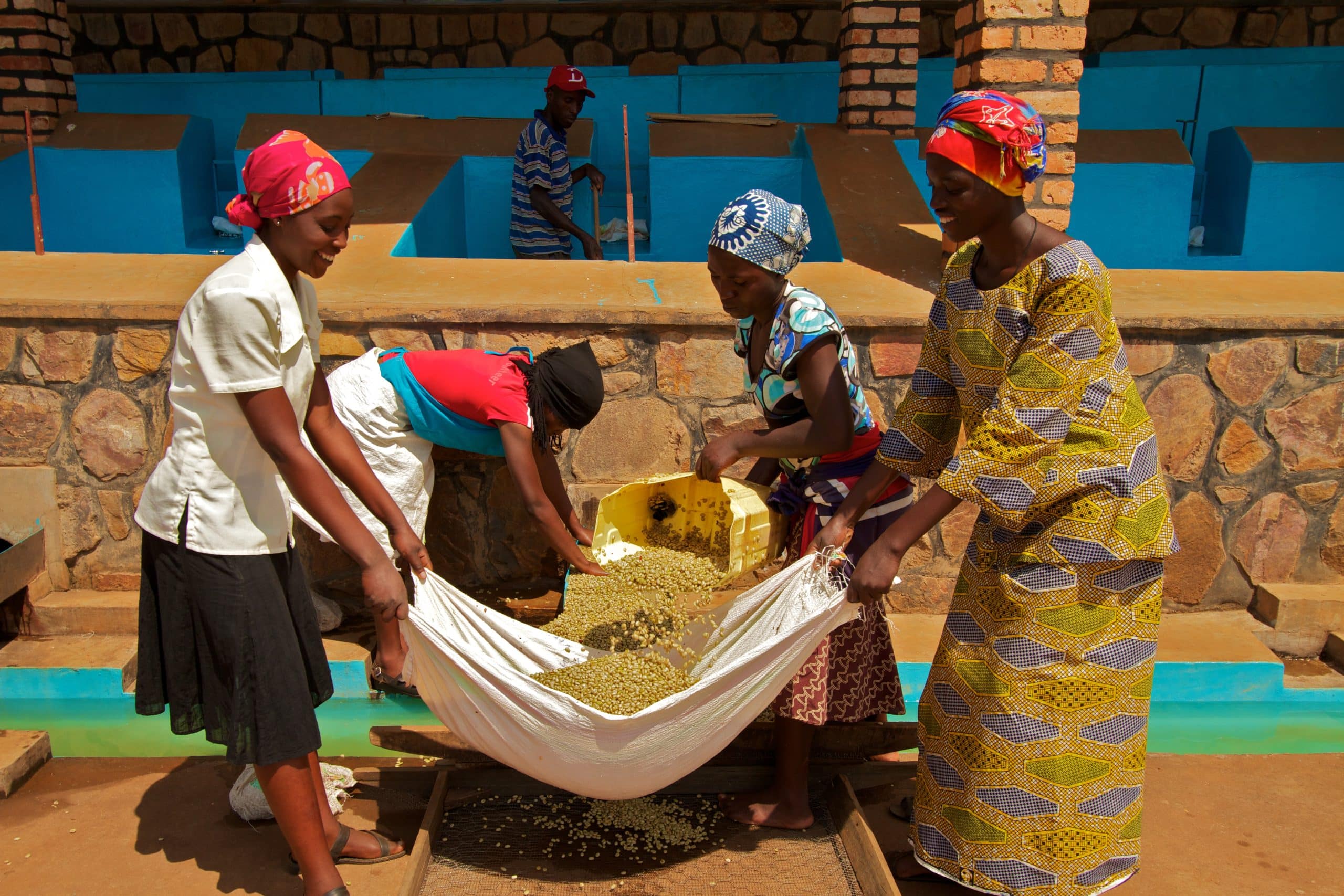 Female workers carrying wet coffee to drying racks